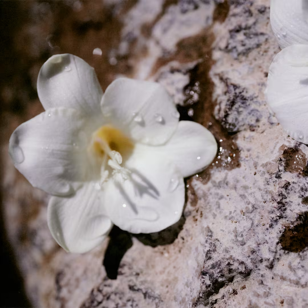 White freesia flower with water droplets on stone surface representing Chloé Nomade fragrance heart note